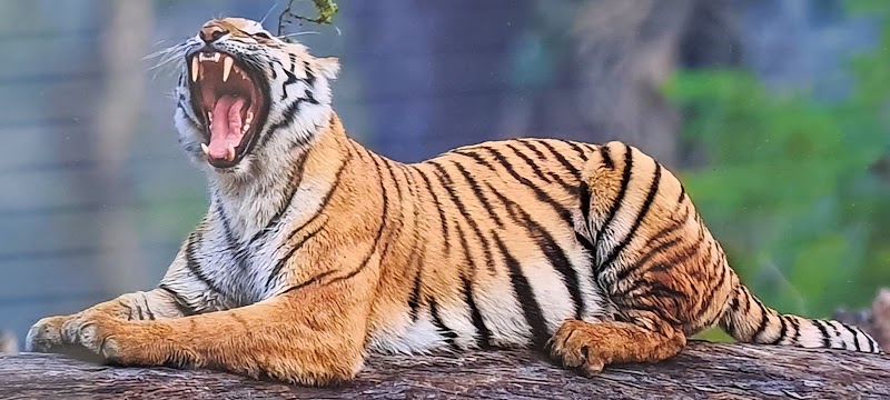 Corbett Tiger Zone & Safari 🐅 - Corbett Tiger Zone & Safari 🐅 front of hotel wild way, Ranikhet Rd, Ramnagar, Uttarakhand 244715, India