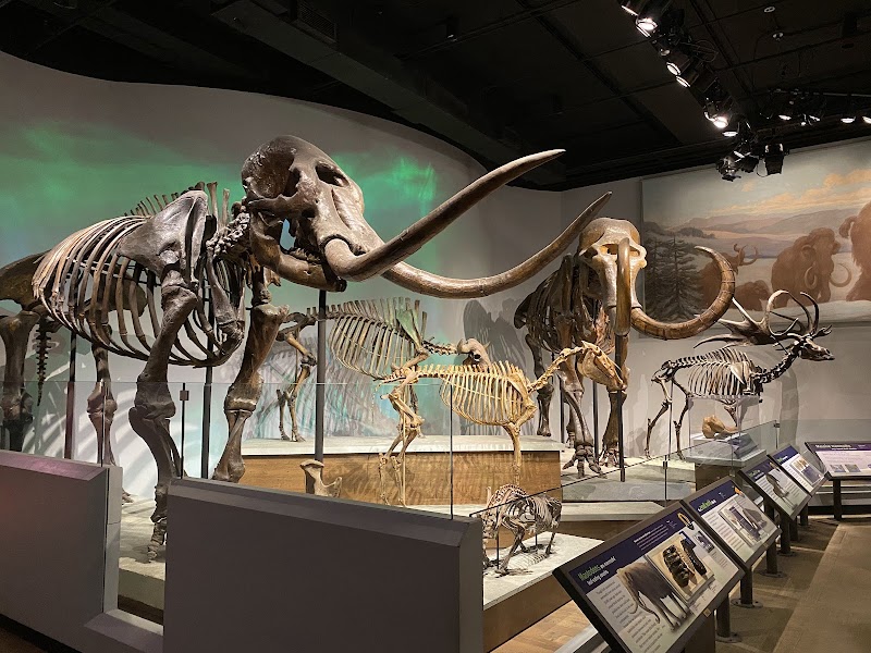 Field Museum - Field Museum, 1400 S Lake Shore Dr, Chicago, IL 60605, USA