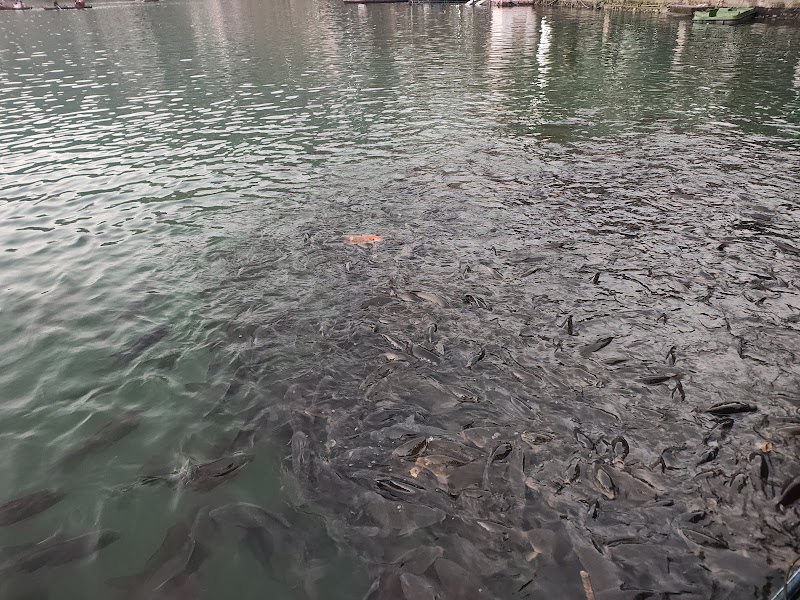 Lake View Point, Nainitaal - Lake View Point, Nainitaal 9FJ7+48Q, Tallital, Nainital, Uttarakhand 263001, India