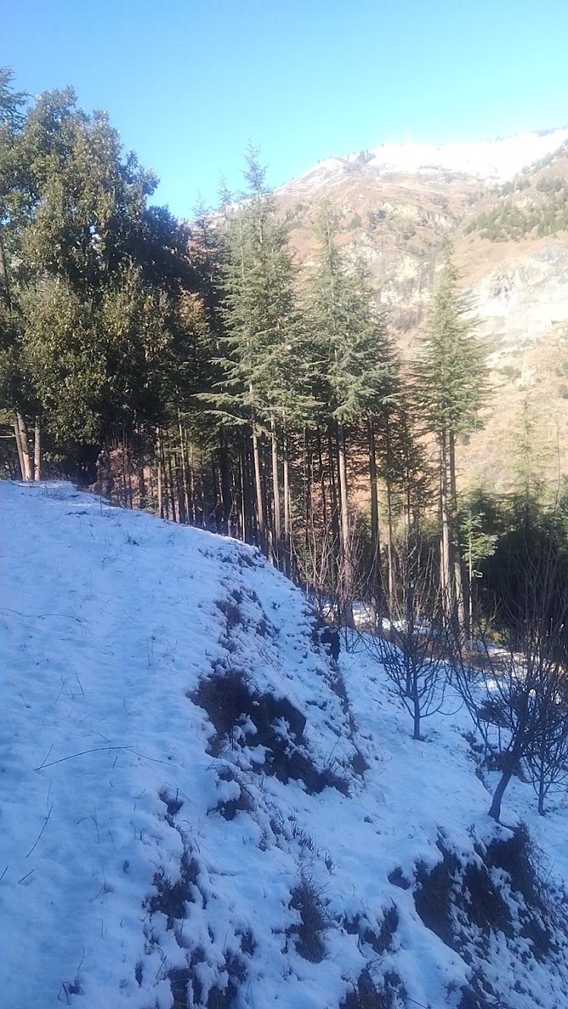 CHANDEL FOREST