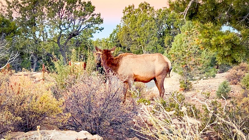 Yavapai Café - Yavapai Café, 11 Yavapai Lodge Rd, Grand Canyon Village, AZ 86023, USA