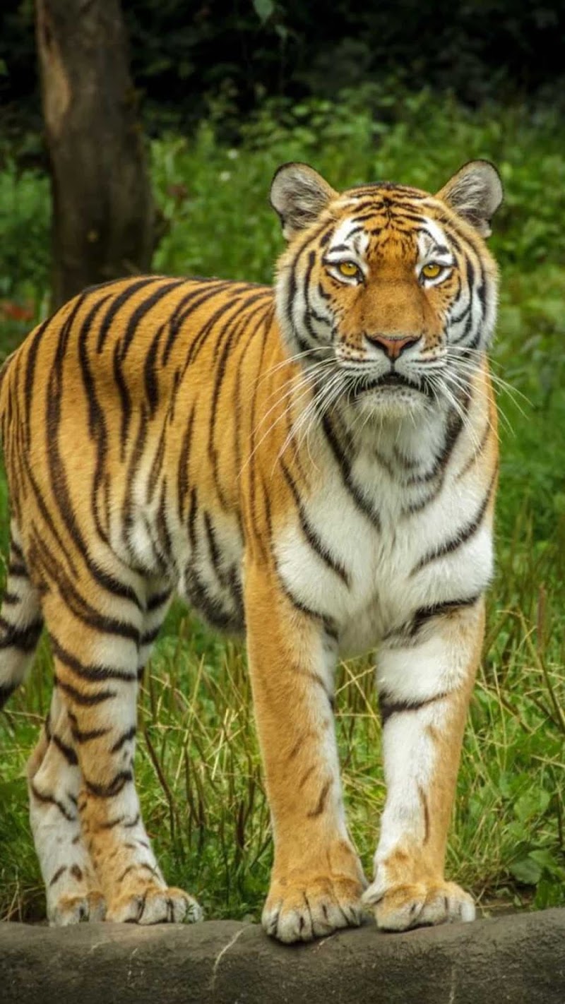 N.G.Kuldeep - N.G.Kuldeep, Raipur, Arang, Chhattisgarh 493441, India