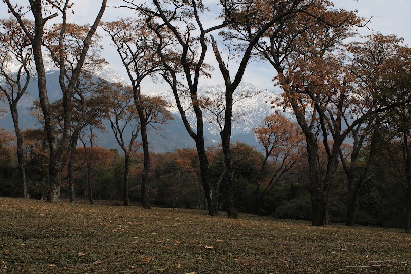 Tea Garden Colony - Tea Garden Colony, Near Manjhee Tea Gardens, Hodal, 58WW+R5X, Dharamsala Rd, Dari, Dharamshala, Hodal, Himachal Pradesh 176215, India