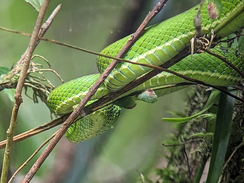 Forest Alive - Forest Alive, Plaza Monteverde, Centro Comercial Local 3, Provincia de Puntarenas, Santa Elena, 61201, Costa Rica