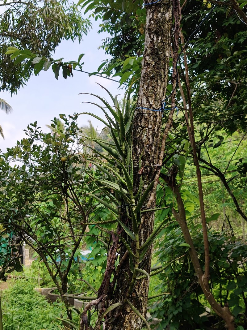 Aroma Organic Spices & Ayurvedic Garden - Aroma Organic Spices & Ayurvedic Garden Chelimada - First Mile Rd, Thekkady, Kumily, Attappallam, Kerala 685509, India