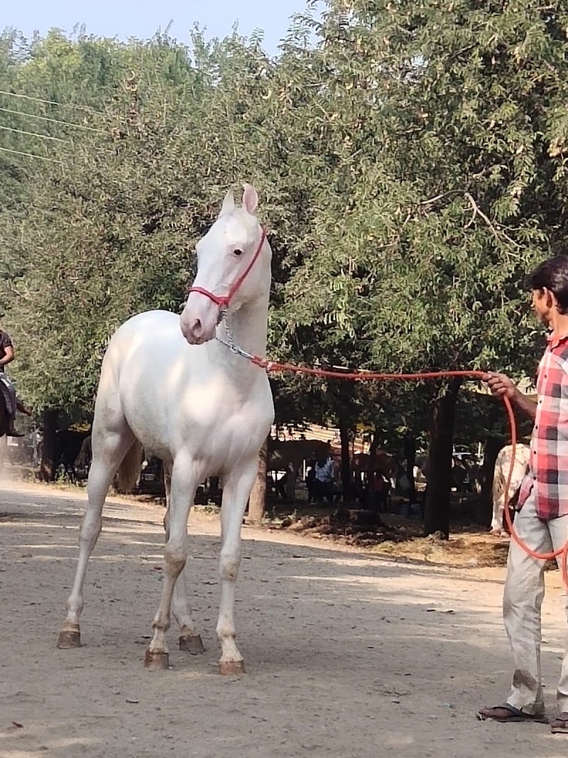 DYNAMIC horse riding