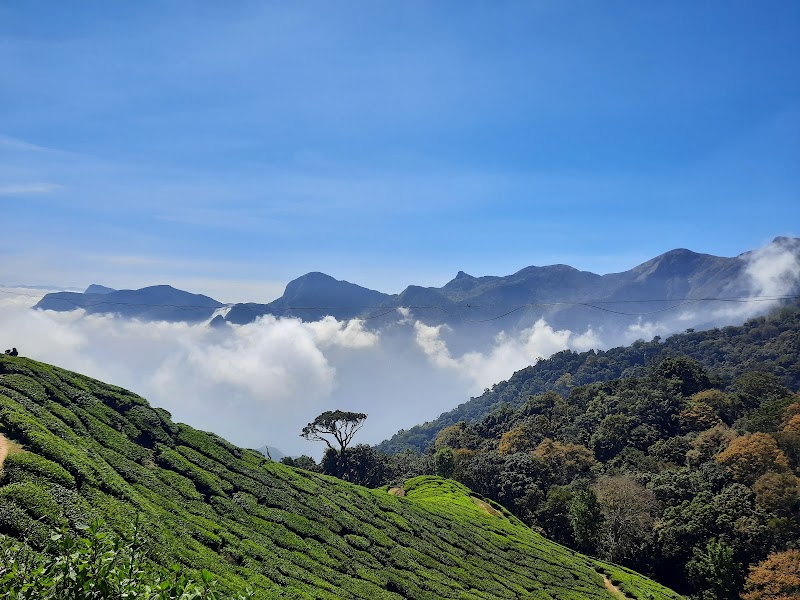 Munnar - Top Station Highway - Munnar - Top Station Highway, Munnar - Top Station Hwy, Munnar, Kerala, India