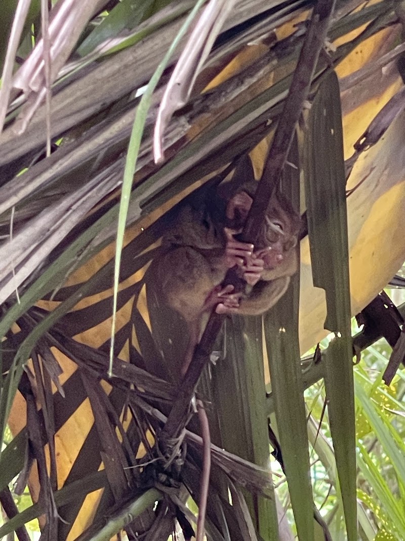 Philippine Tarsier Sanctuary - Philippine Tarsier Sanctuary, Tarsier Sunctuary Rd, Corella, Bohol, Philippines