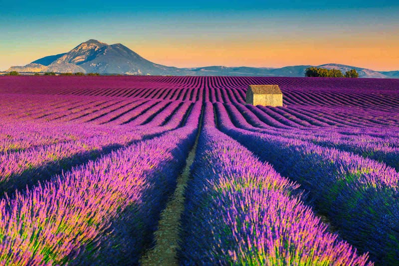 Valensole - Valensole, 04210 Valensole, France
