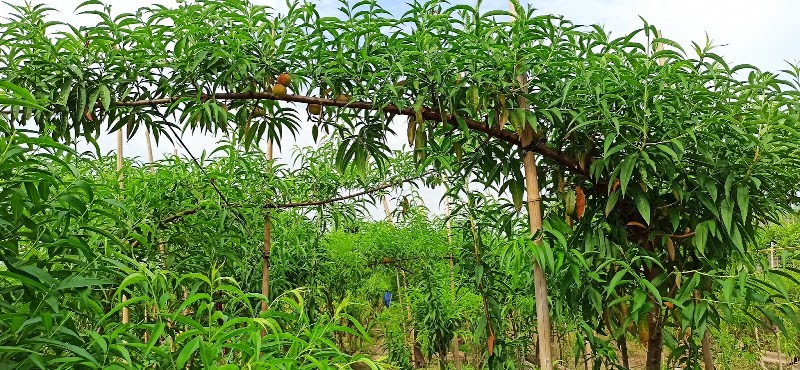 Vườn Đào Phương Bắc - Vườn Đào Phương Bắc, 374 Đ. Âu Cơ, Hồng Hà, Hà Nội 100000, Vietnam