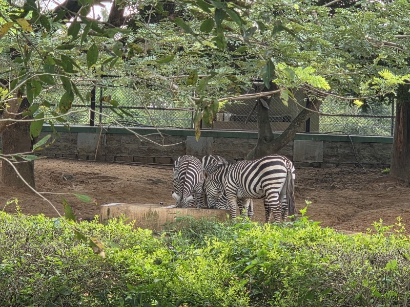 Bannerghatta National Park - Bannerghatta National Park National Park Rd, Bengaluru, Karnataka 560083, India