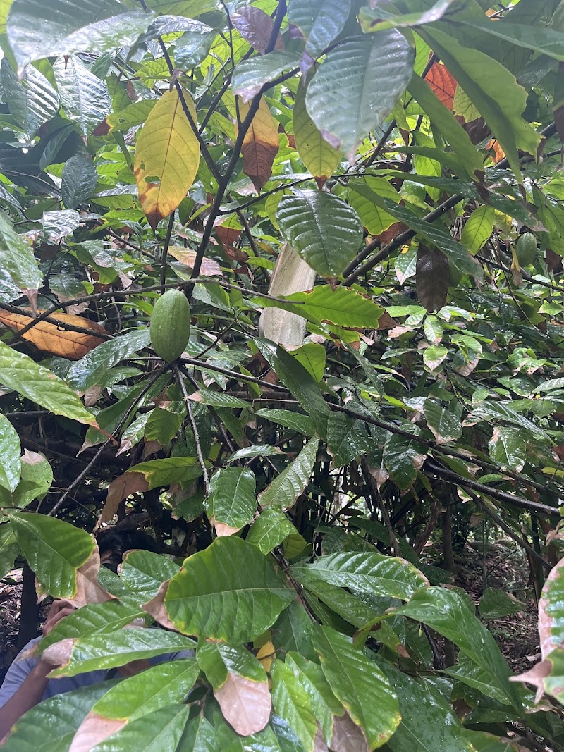 Sahakari Spice Plantation - Sahakari Spice Plantation C25F+PGV, Unnamed Road, Prabhu Nagar, Ponda, Goa 403401, India
