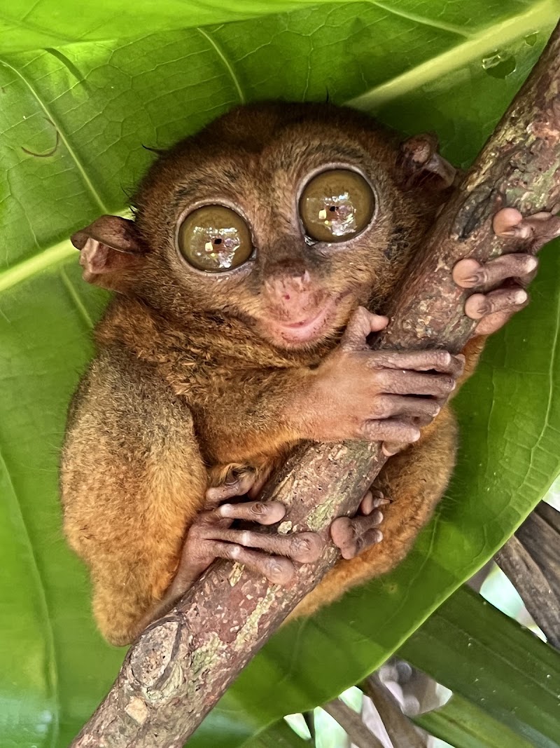 Bohol Tarsier Conservation Area - Bohol Tarsier Conservation Area, Villa Aurora, Bilar, 6317 Bohol, Philippines