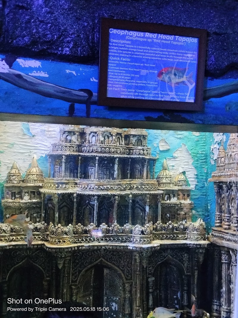 Aquarium Paradise - Aquarium Paradise Jayamahal Main Rd, opposite TV Tower, J.C.Nagar, Bengaluru, Karnataka 560006, India