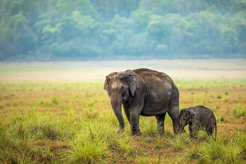 Jim Corbett National Park - Jim Corbett National Park Uttarakhand, India