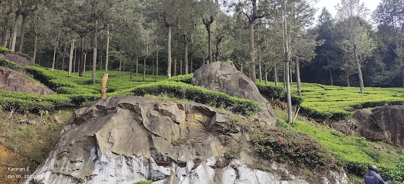 Government Tea Estate - Government Tea Estate 8QJX+QX6, Coonoor, Tamil Nadu 643102, India