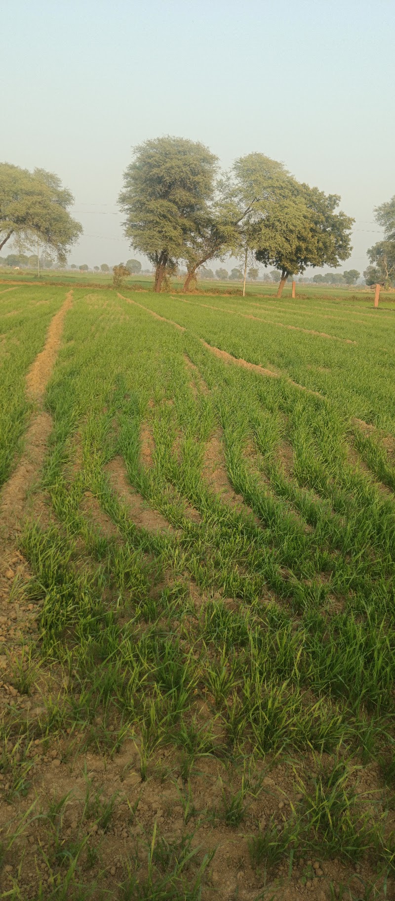 Bhopur - Bhopur, QW64+W83, Bhopar, Rajasthan 322230, India