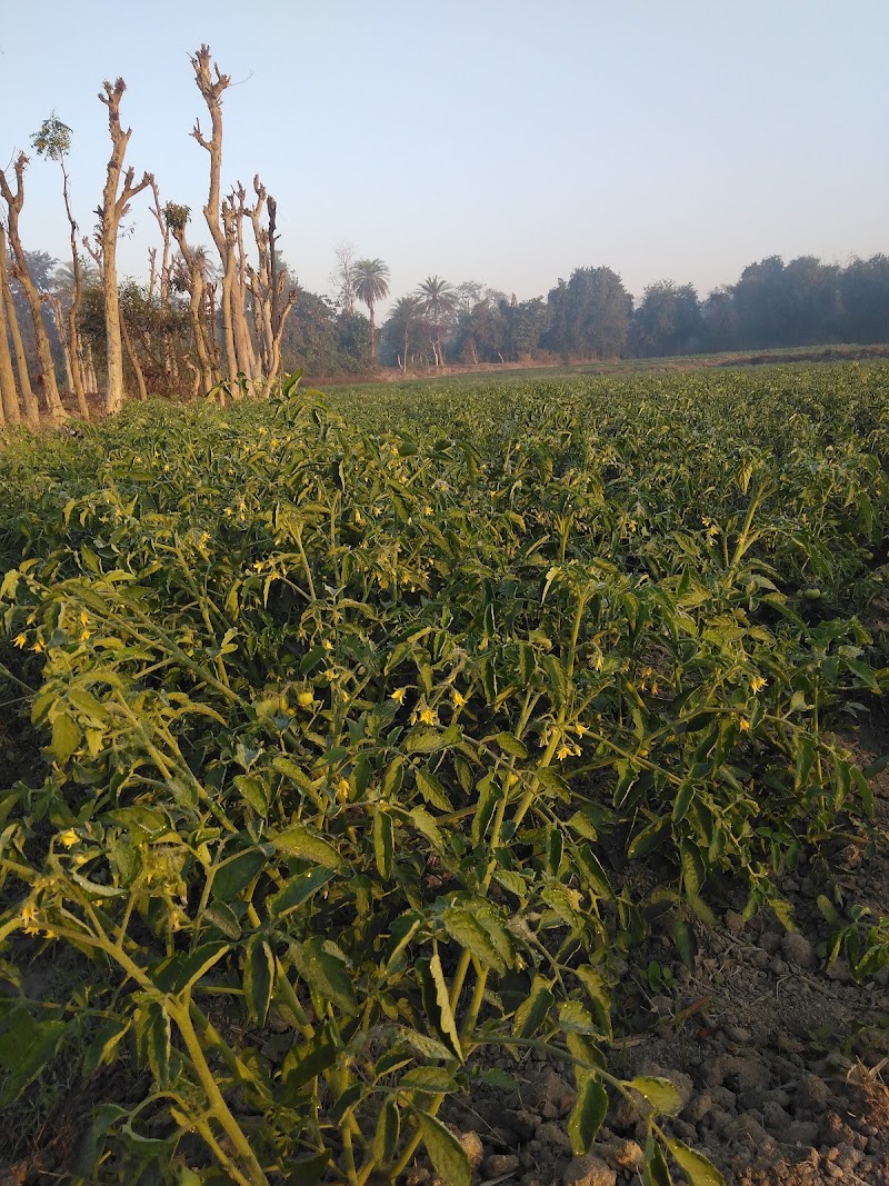 Sameer Pradhan ra Tomato firm - Sameer Pradhan ra Tomato firm CRVR+G64, Lahanda, Odisha 768111, India