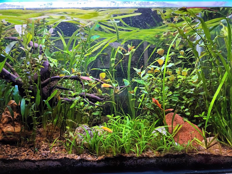 Sea world fish aquarium - Sea world fish aquarium 34PW+VHX, Civil Lines, Bilaspur, Masanganj, Chhattisgarh 495001, India