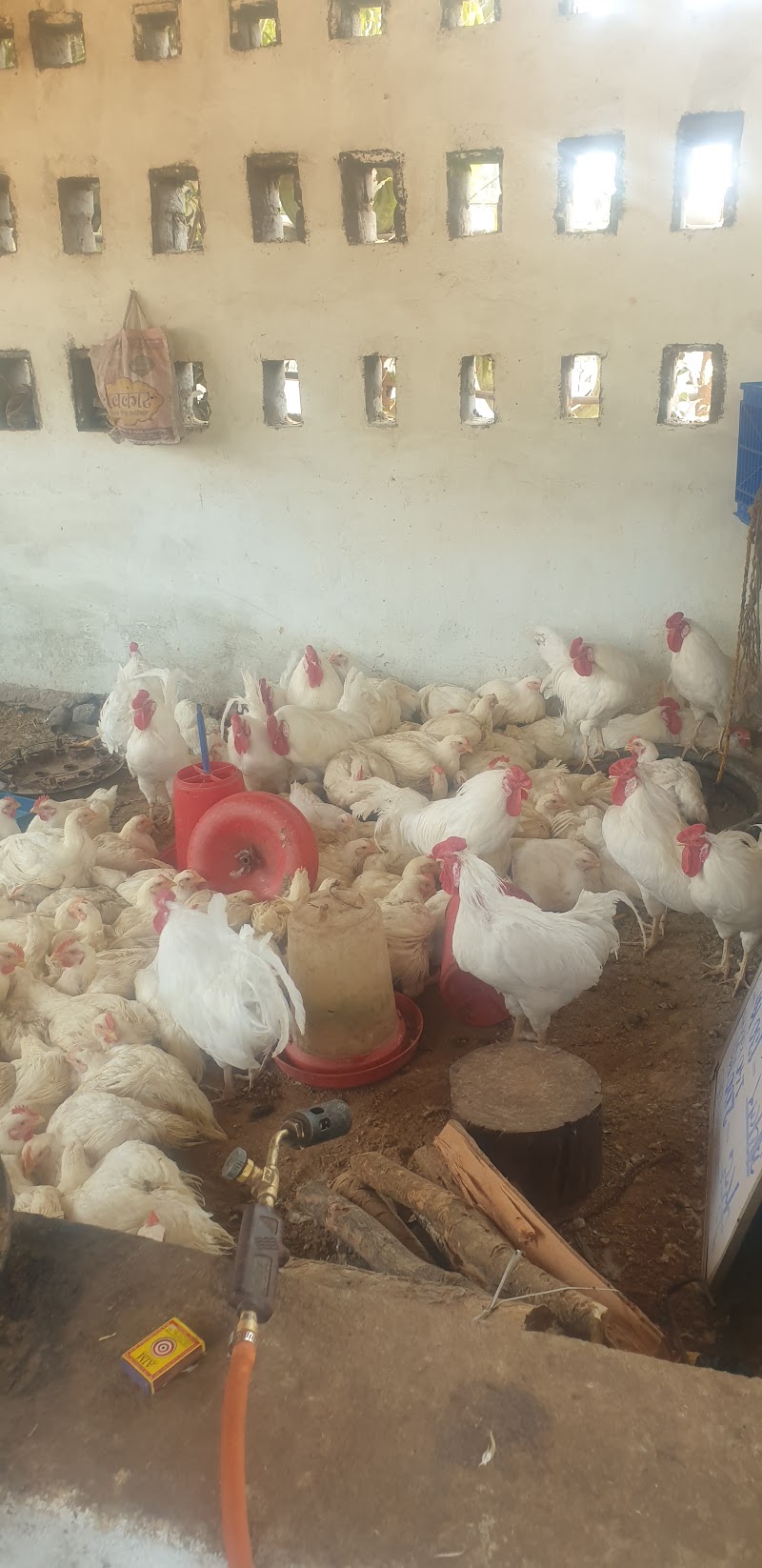 Alishba Chicken Shop - Alishba Chicken Shop Bhanupratappur Antagarh Rd, Bhanupratappur, Chhattisgarh 494669, India