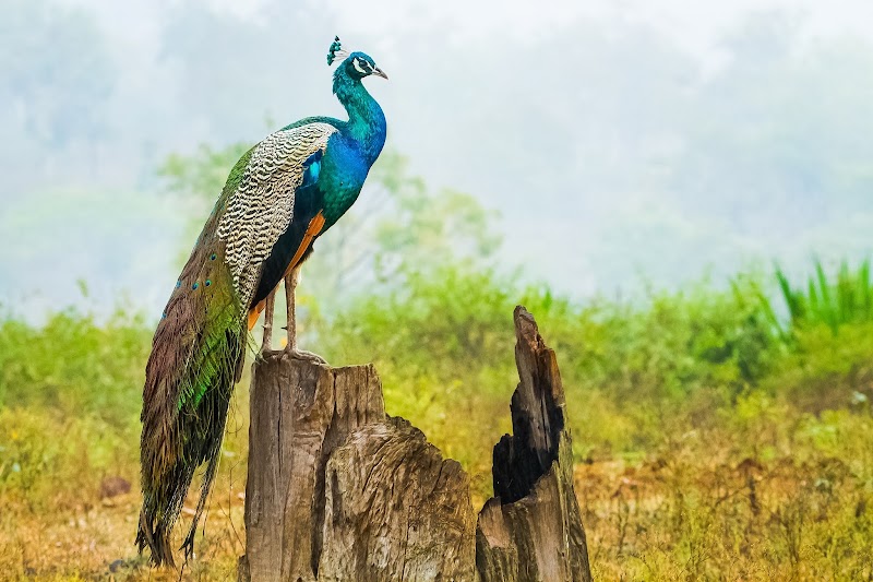 Nagarahole Tiger Reserve - Nagarahole Tiger Reserve, Karnataka, India
