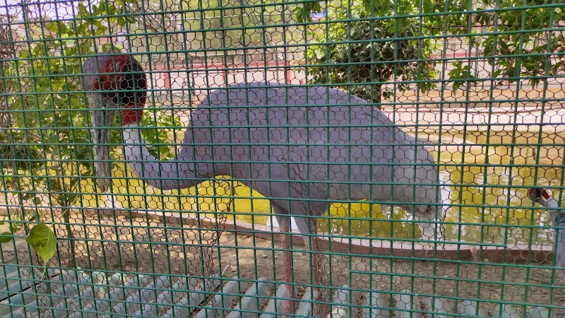 Sarnath Park Varanasi - Sarnath Park Varanasi 92JG+C8H, Sarnath, Varanasi, Uttar Pradesh 221007, India
