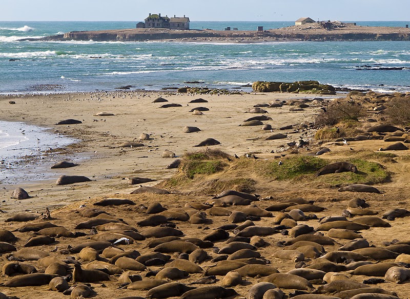 Año Nuevo State Park - Año Nuevo State Park 1 New Years Creek Rd, Pescadero, CA 94060, USA