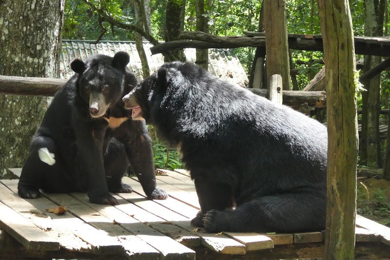 Tat Kuang Si Bear Rescue Centre, Free the Bears - Tat Kuang Si Bear Rescue Centre, Free the Bears, ຫຼວງພຣະບາງ, Lào, Ban Long, Laos