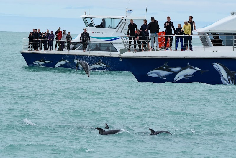 Encounter Kaikoura (Dolphin Encounter) - Encounter Kaikoura (Dolphin Encounter) 96 Esplanade, Kaikōura 7300, New Zealand
