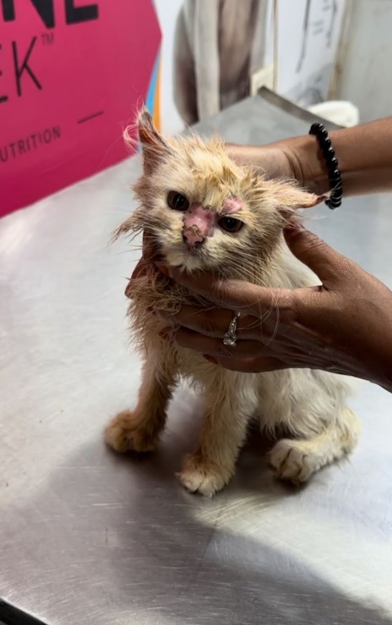 VETCARE PET CLINIC - VETCARE PET CLINIC Vetcare Shop no.110, Chouhan Dream Homes Complex, Nehru Nagar Main Rd, near Hitek Hospital, below SBI bank, Block J, Smriti Nagar, Bhilai, Chhattisgarh 490020, India
