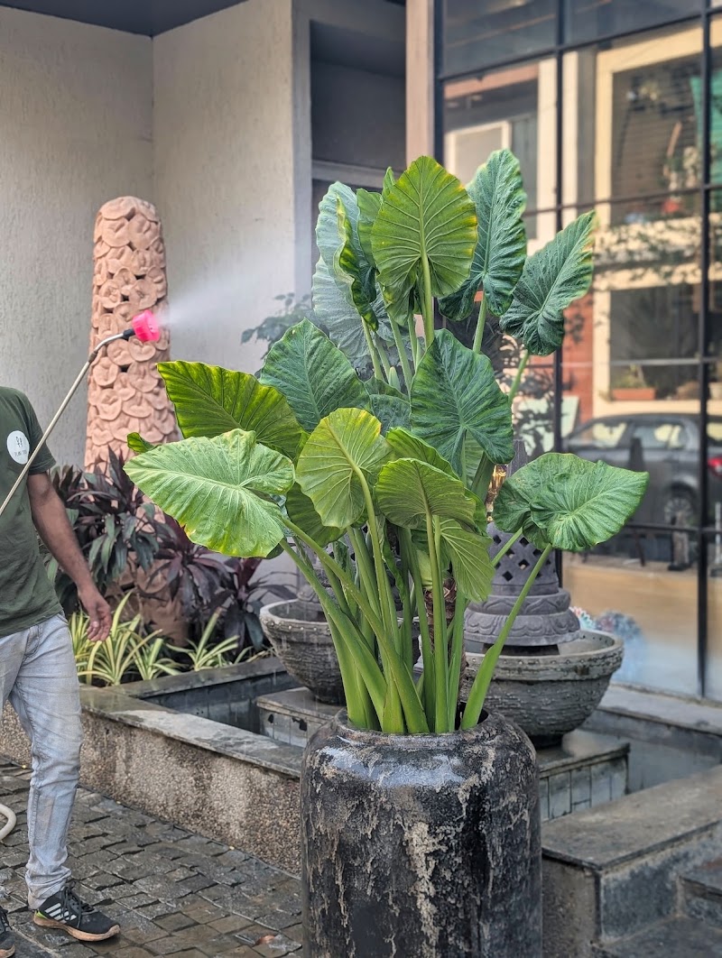 Plant People - Plant People Ground Floor, Raghuvanshi Mansion, Raghuvanshi Mills, Gandhi Nagar, Upper Worli, Worli, Mumbai, Maharashtra 400013, India