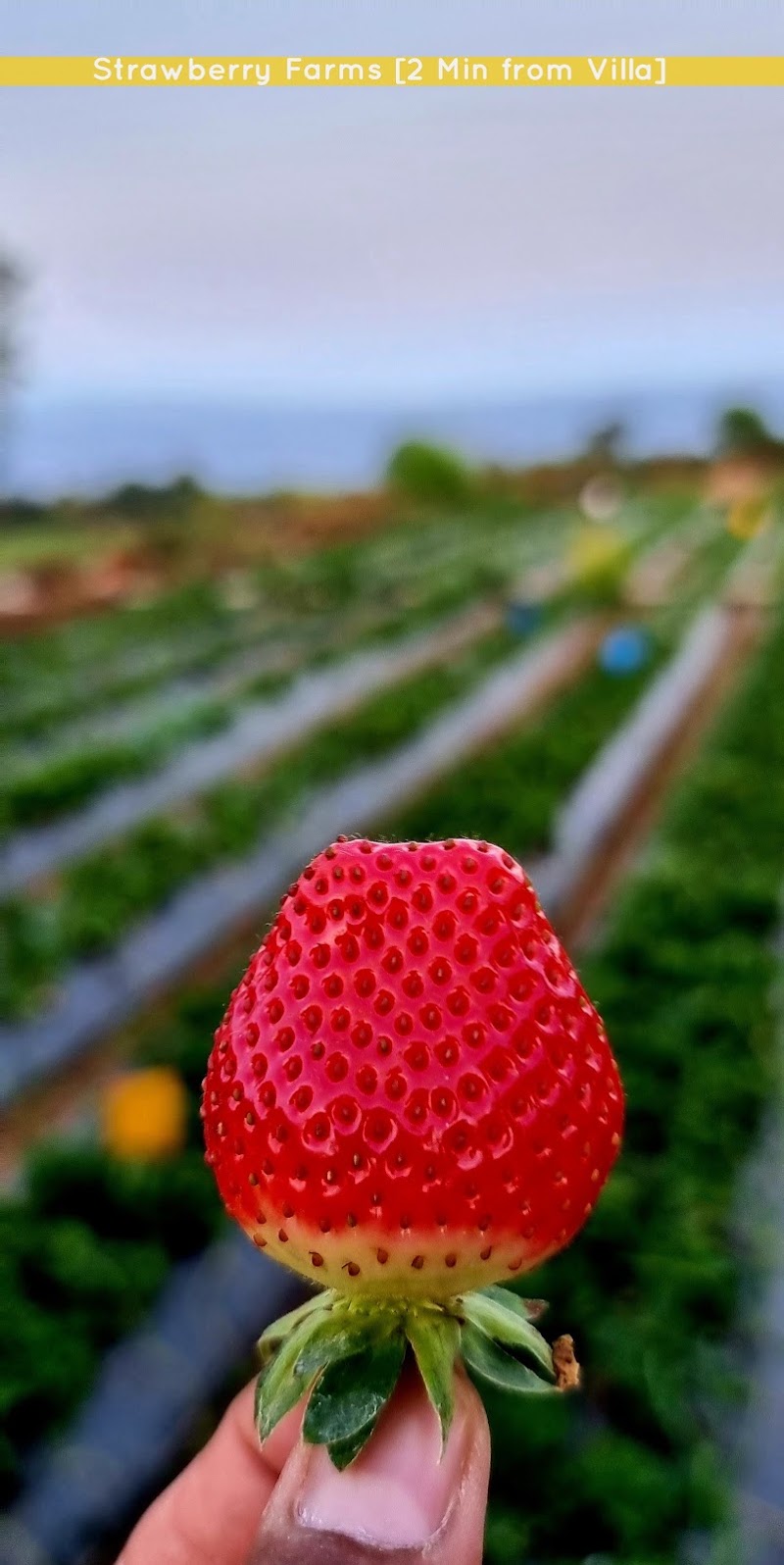 DV INNS- Rudrashree VILLA- Besides Valley View & Strawberry Farms - DV INNS- Rudrashree VILLA- Besides Valley View & Strawberry Farms, Kas - Mahabaleshwar Rd, Near Dwarkadhish Resort, Mahabaleshwar, Rengadiwadi, Maharashtra 412806, India