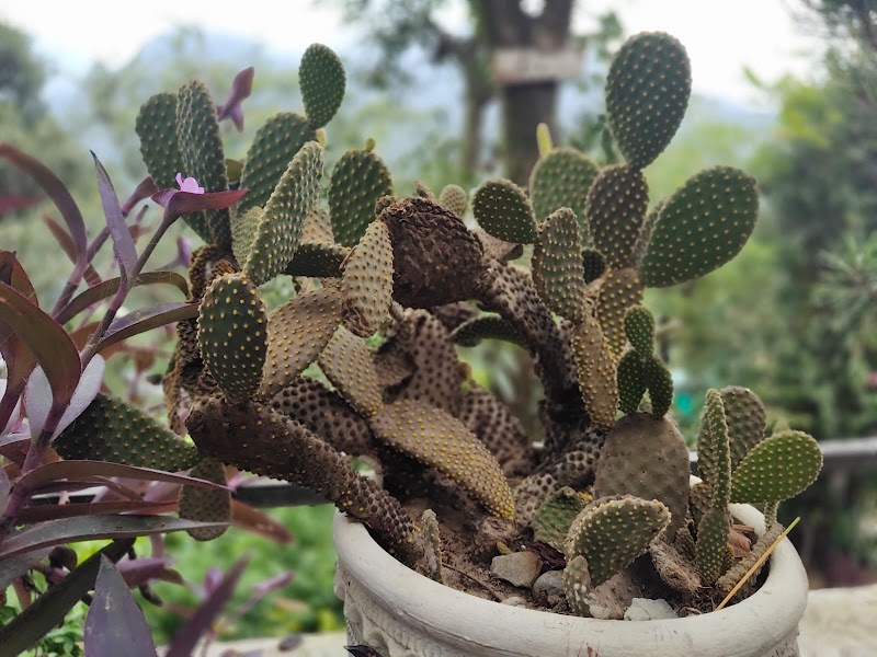 The Cactus Garden Cafe - The Cactus Garden Cafe, Bareilly - Nainital Rd, Bhujiyaghat, Smanora Range, Uttarakhand 263126, India