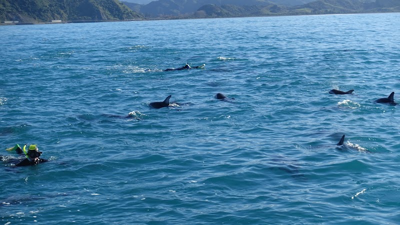 Encounter Kaikoura (Dolphin Encounter) - Encounter Kaikoura (Dolphin Encounter) 96 Esplanade, Kaikōura 7300, New Zealand