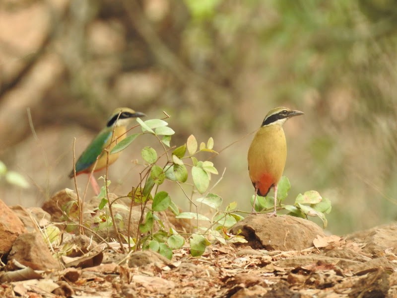 Kalinje - Kalinje Kalinje, Maharashtra 402110, India