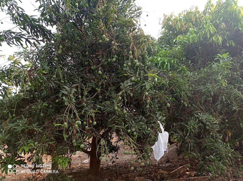 JD Farming - JD Farming, Near, Sagar Road, Gangapur, Junagarh, Balichhada, Odisha 766014, India