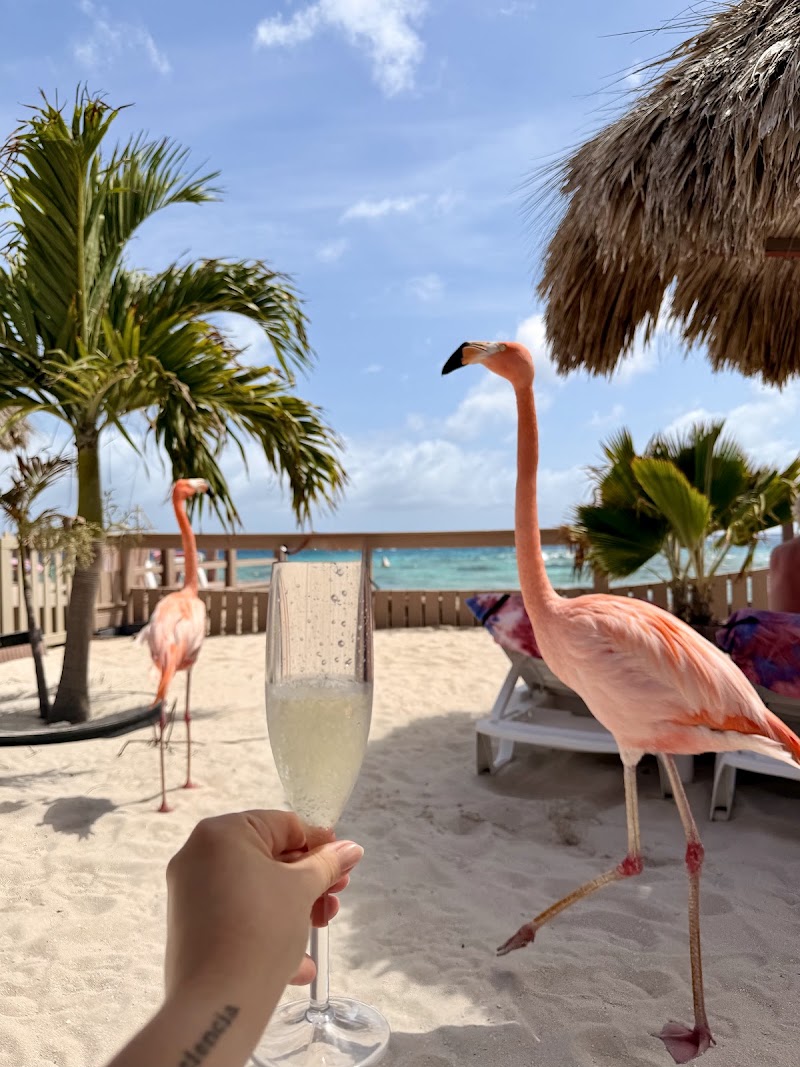 De Palm Tours Aruba - De Palm Tours Aruba, L.G. Smith Boulevard 142, Oranjestad, Aruba