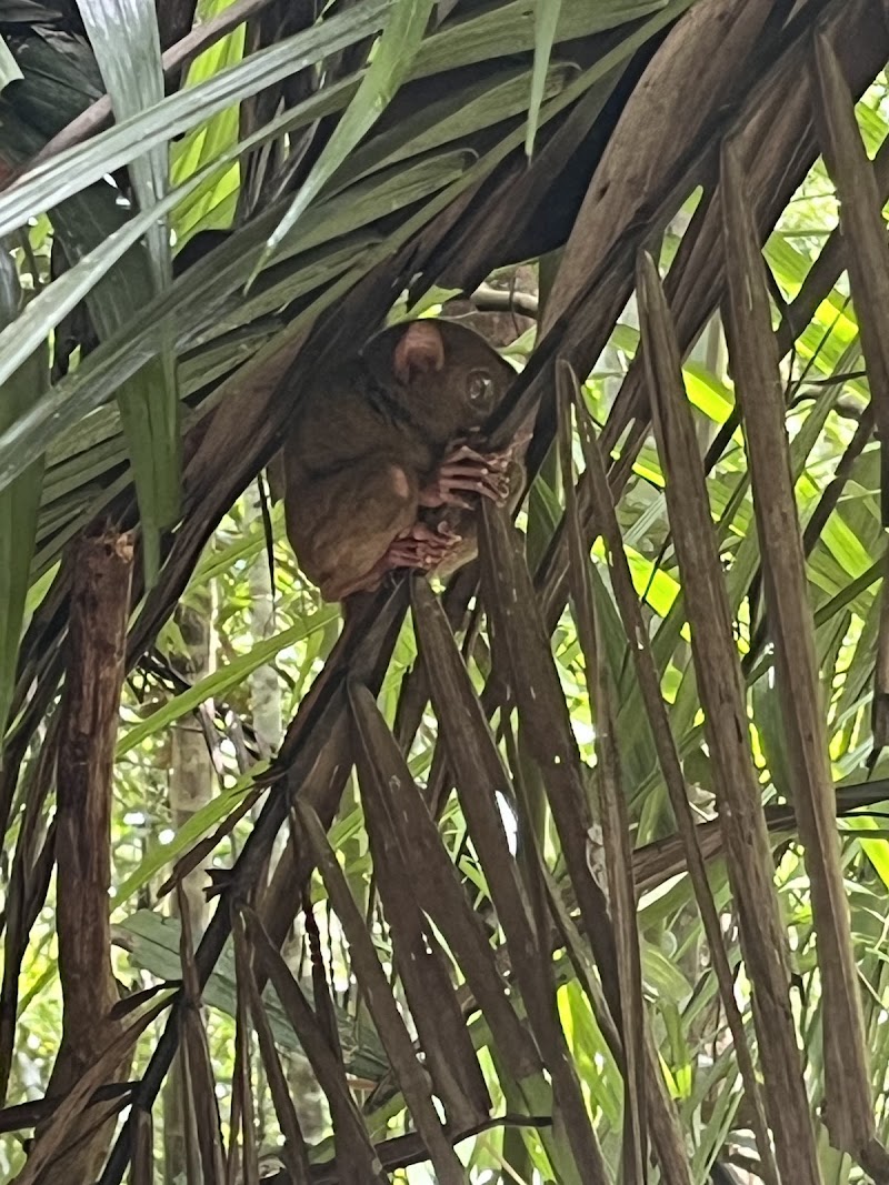 Philippine Tarsier Sanctuary - Philippine Tarsier Sanctuary, Tarsier Sunctuary Rd, Corella, Bohol, Philippines