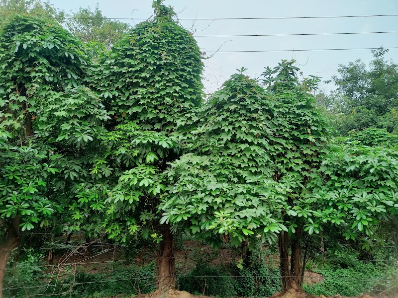 M.katapali BO - M.katapali BO, RGHV+9VQ, Belriya, Odisha 768226, India