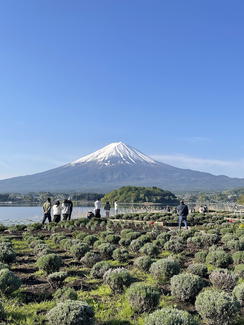 Oishi Park - Oishi Park ２５２５番地の１１先 Ōishi, Fujikawaguchiko, Minamitsuru District, Yamanashi 401-0305, Japan