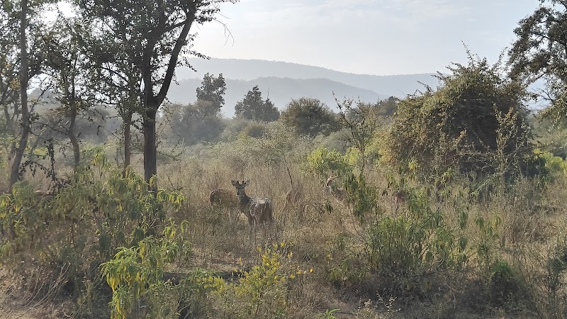 Sariska Safari Booking - Sariska Safari Booking Neare Sariska tiger reserve booking office, Ganeshpura With Rundh Kali Ghati, Rajasthan 301022, India