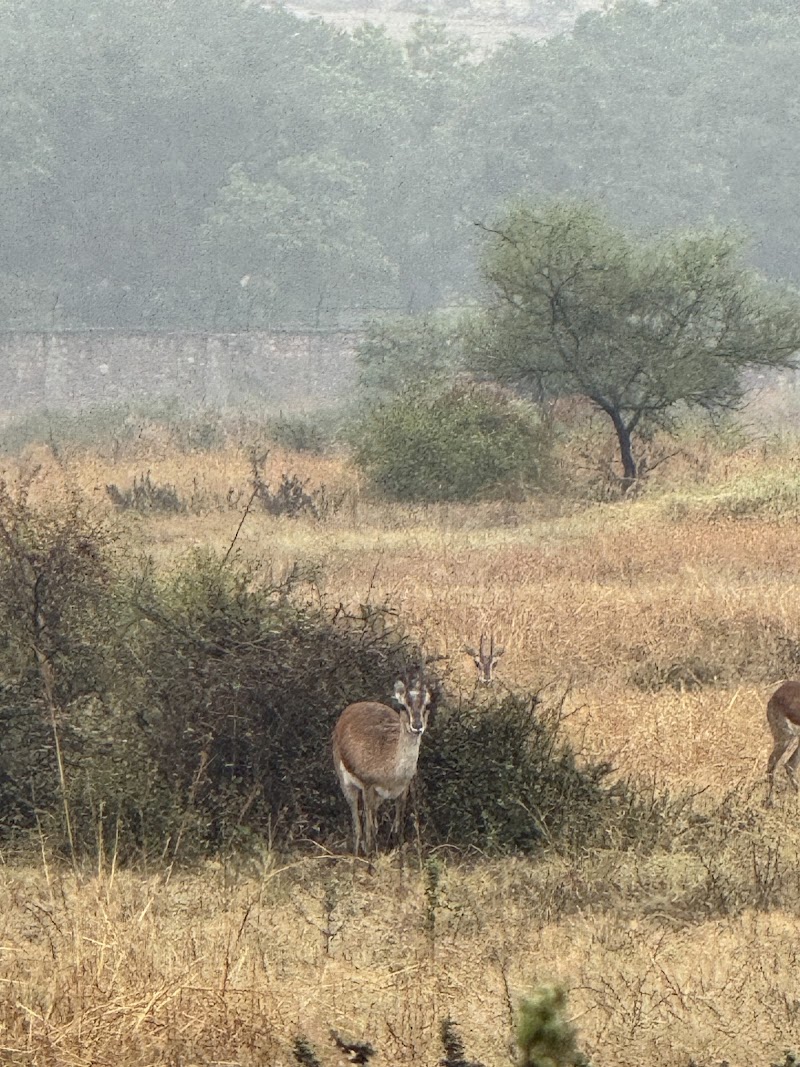 Mukundara Hills Tiger Reserve - Mukundara Hills Tiger Reserve Q2W5+HCR, Kota, Rajasthan 325602, India