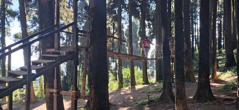 Pine tree forest - Pine tree forest 256P+H3, Ghoom Pahar Forest, West Bengal 734221, India