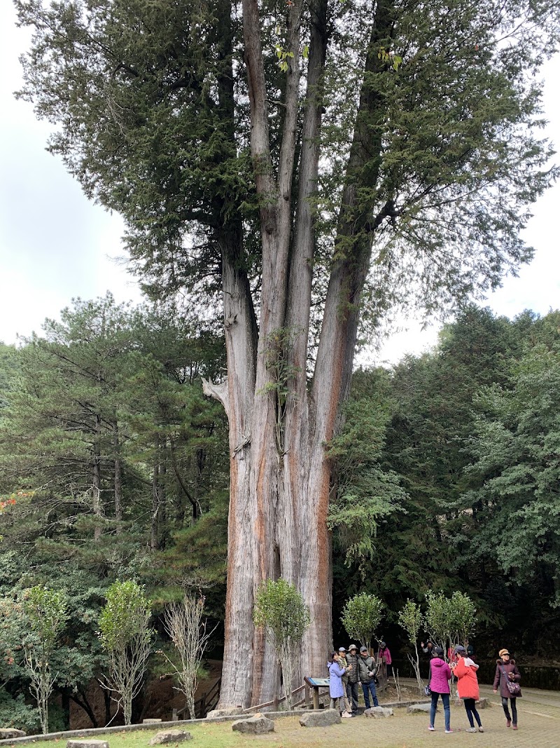 Xueshan Giant Tree