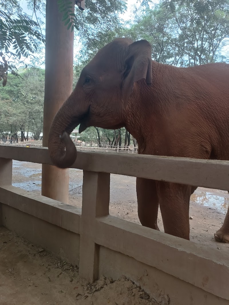 Elephant Nature Park - Elephant Nature Park ชม.3052 Tambon Kuet Chang, Amphoe Mae Taeng, Chang Wat Chiang Mai 50150, Thailand