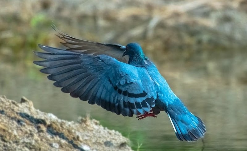 Bhayli - Bhayli Bhayli, Vadodara, Gujarat, India