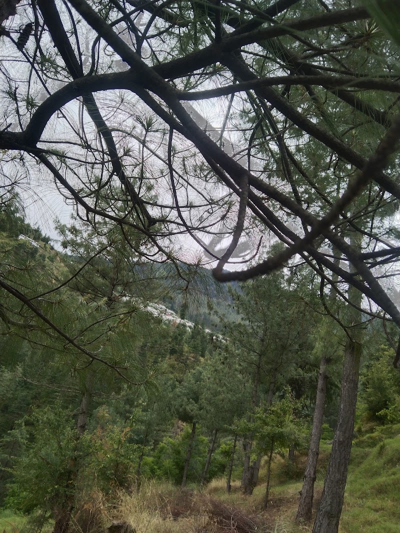 CHANDEL FOREST - CHANDEL FOREST 3C3Q+289, Darghot, Himachal Pradesh 171220, India