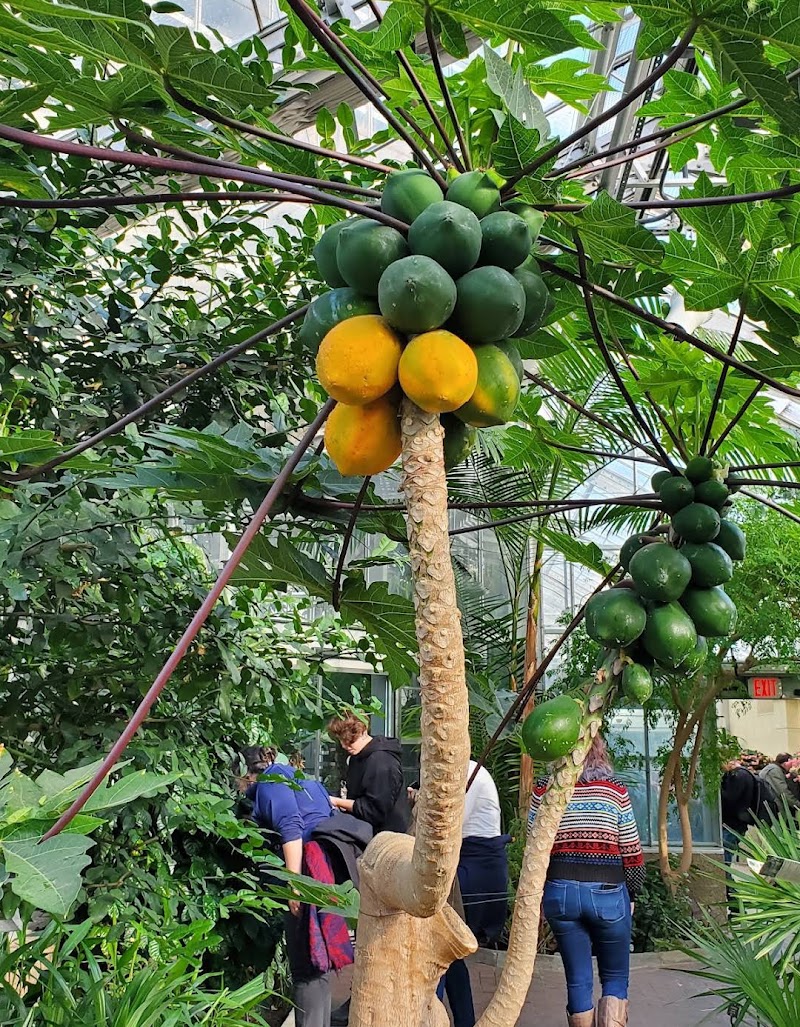 United States Botanic Garden - United States Botanic Garden 100 Maryland Ave SW, Washington, DC 20001, USA