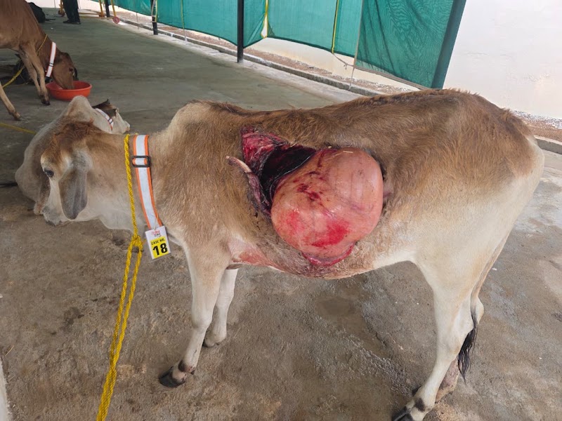 GAU AROGYAM - GAU AROGYAM, Mohara road, bypass, near mohara, Rajnandgaon, Mohara, Chhattisgarh 491441, India