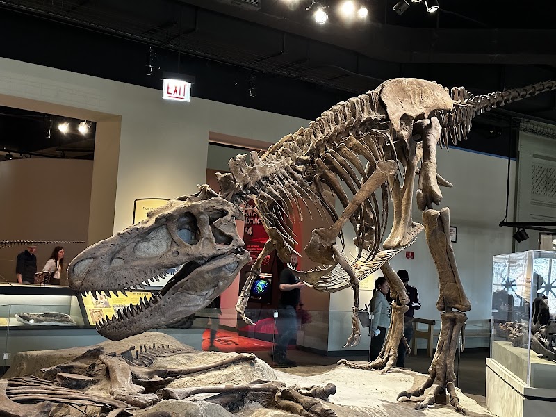 Field Museum - Field Museum, 1400 S Lake Shore Dr, Chicago, IL 60605, USA